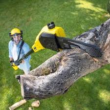 Best Tree and Shrub Care  in Springs, NY